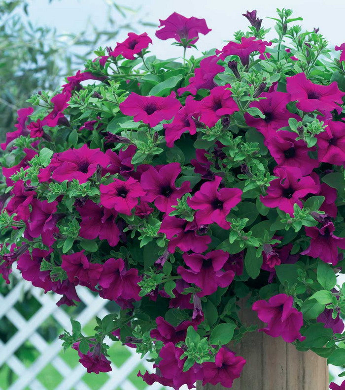 Сурфиния Гигант пурпле